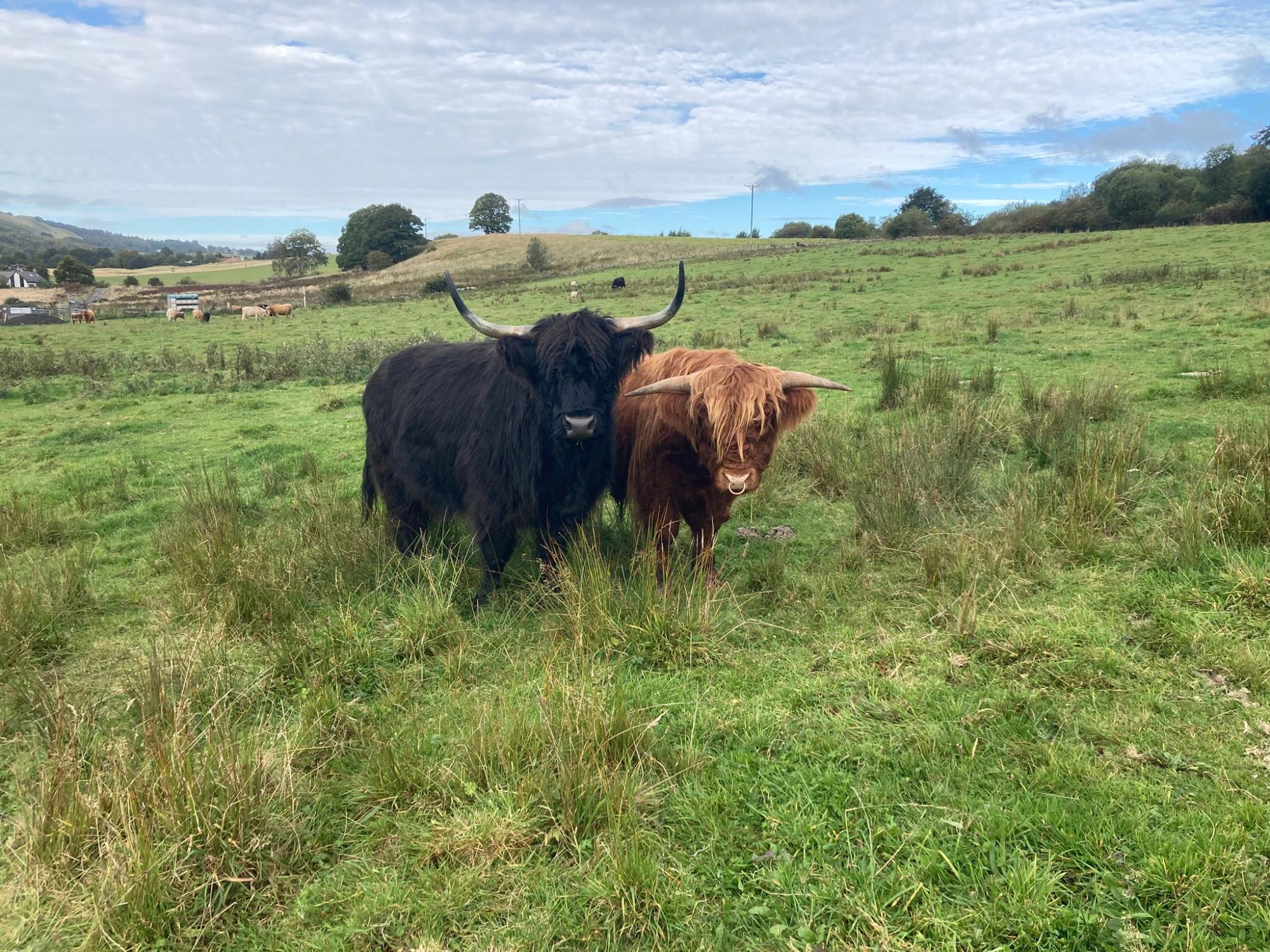a black and a brown highland cow with horns in a green grassy field