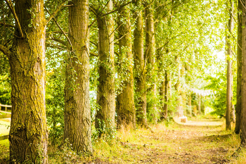 Tree lined avenue